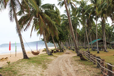 Palm trees and hammocks at beach