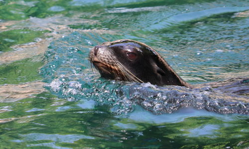 Portrait of turtle in sea