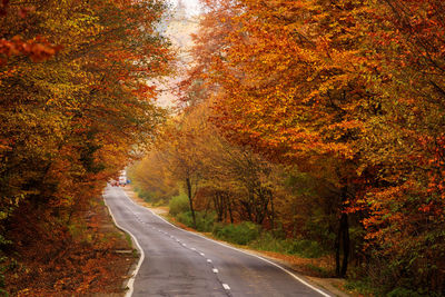 Empty road amidst trees in forest during autumn