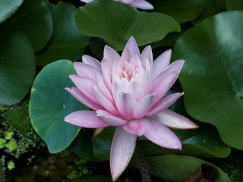 Close-up of pink water lily blooming outdoors