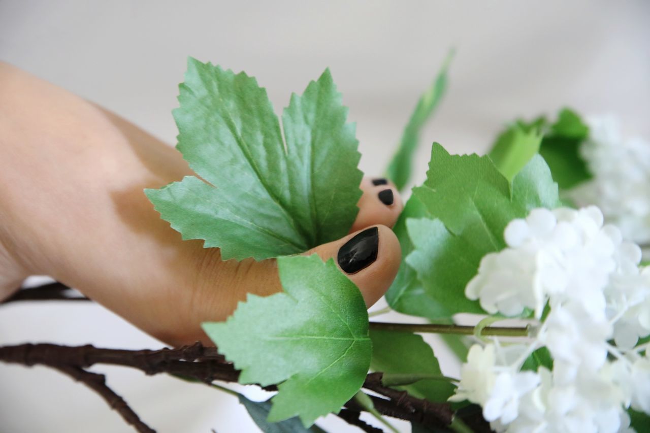 green, plant, flower, leaf, plant part, nature, freshness, close-up, hand, macro photography, flowering plant, food, food and drink, beauty in nature, one person, growth, indoors, branch, produce, lifestyles, healthy eating