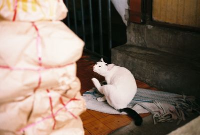 High angle view of cat sitting at home