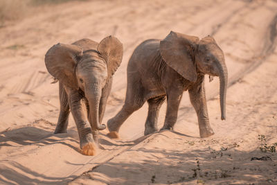 Close-up of elephant on sand