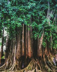 Trees in forest