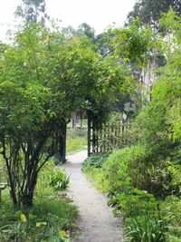 Trees in park