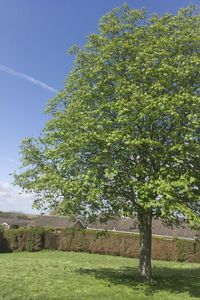 Trees growing on field against sky