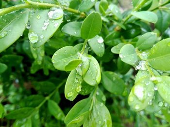 Close-up of water drops on leaves