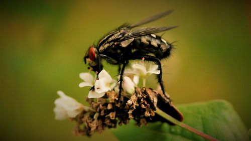 Close-up of insect on flower