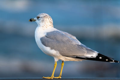 Close-up of seagull perching outdoors