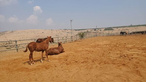 Horses on field against sky