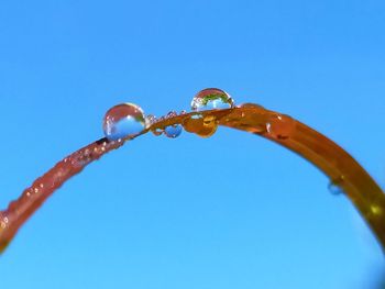 Low angle view of water drops on blue sky