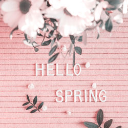 Close-up of pink flowers on brick wall