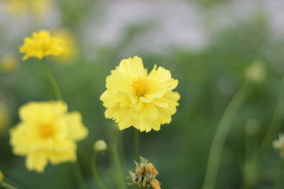 Close-up of yellow flowering plant on field