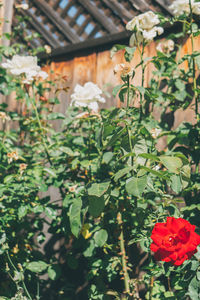 Close-up of red flowers blooming in yard