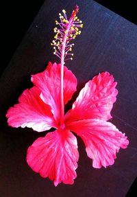 Close-up of pink flowers