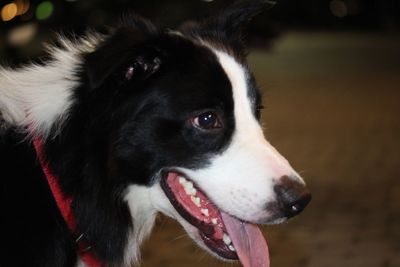 Close-up of dog looking away