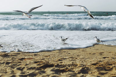 Seagulls flying over beach