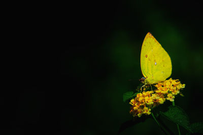 Close-up of butterfly pollinating on yellow flower