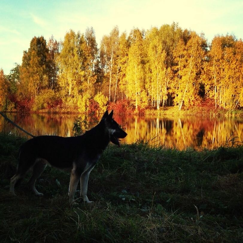 animal themes, domestic animals, one animal, mammal, tree, pets, grass, dog, nature, standing, water, tranquility, lake, field, sky, tranquil scene, autumn, growth, beauty in nature, outdoors