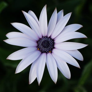 Close-up of white flower blooming outdoors