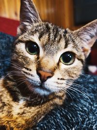 Close-up portrait of a cat