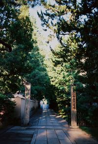 Footpath amidst trees in park