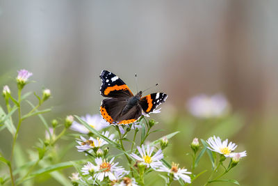 Close-up of butterfly pollinating on flower