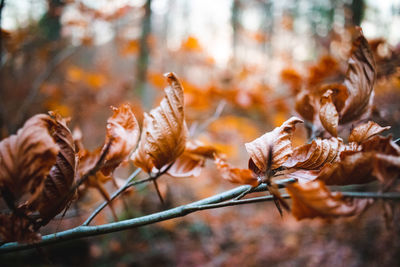 Close-up of dried leaves during autumn