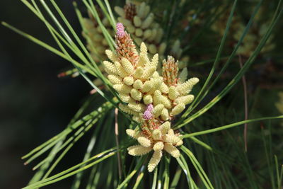 Close-up of flower against blurred background