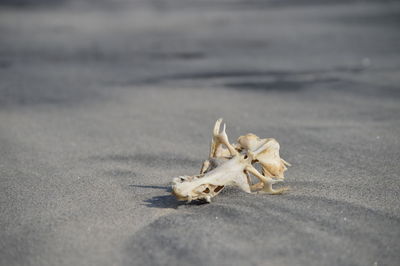 Close-up of animal skull on sand