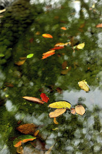 Close-up of yellow flower on plant