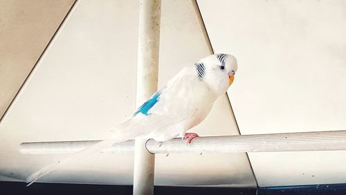 Low angle view of bird perching on cable