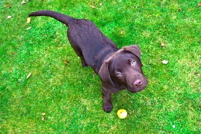 Dog relaxing on grassy field