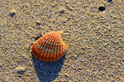 Seashell on sandy beach