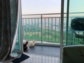 View of cat sitting on window