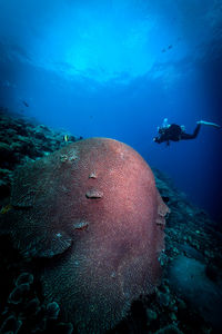 Female scuba diver swimming in sea