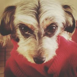 Close-up portrait of dog