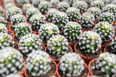 Full frame shot of succulent plants