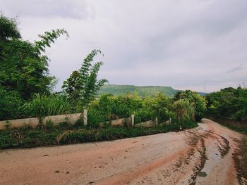 Plants growing on land against sky