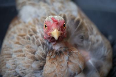 Close-up of hen