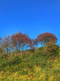 Trees on field against clear blue sky