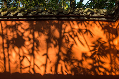 Sun shining through trees