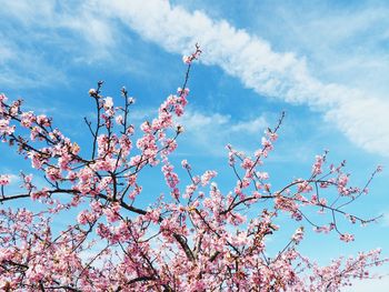 Low angle view of cherry blossom against sky