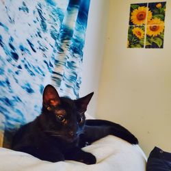 Close-up portrait of black cat relaxing at home