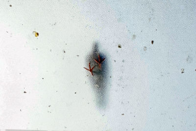 Close-up of fly on wall