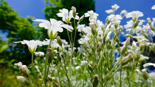 Close-up of white flowers blooming in field