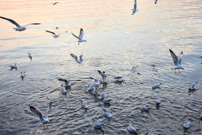 Flock of birds in lake