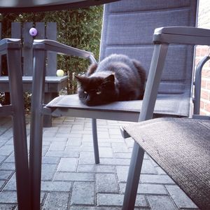 Cat sitting on chair