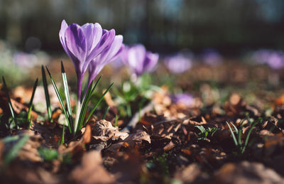 Close-up of purple crocus flowers on field