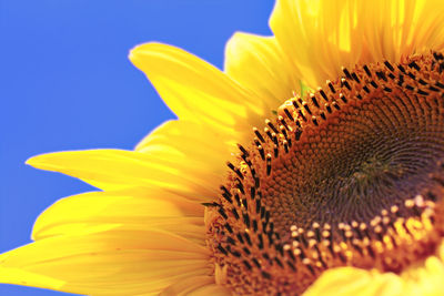 Close-up of sunflower